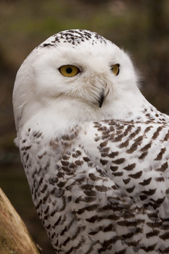 Snowy Owl (Bubo Scandiacus).  The photo of the snowy owl was taken in an animal sanctuary in Cumbria, England.