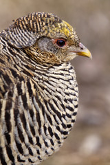 Goldfasan (Henne)