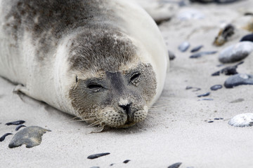 Kegelrobbe am Strand der Helgol&auml;nder D&uuml;ne