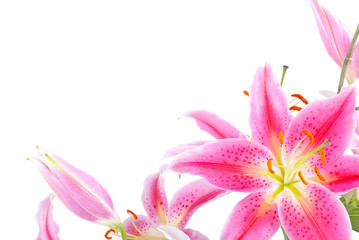 Pink lily - 39719082