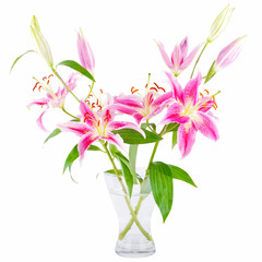 Pink lily - 39719094