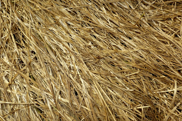 dry grass texture