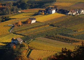 Vigneti presso San Paolo