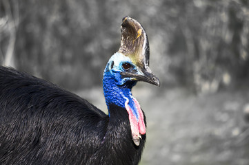 Vogel