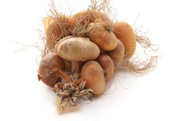 Oignons