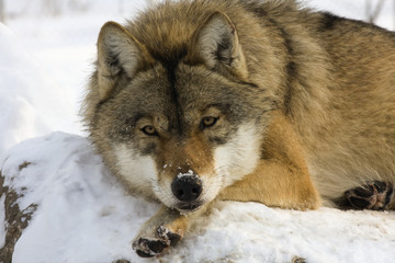 Le loup gris d& 39 Europe (Canis lupus lupus) au repos