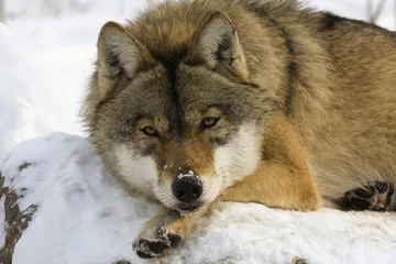 Papier Peint photo Lavable Loup Le loup gris d& 39 Europe (Canis lupus lupus) au repos