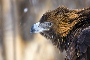 Head of a golden eagle (Aquila chrysaetos)