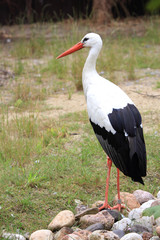 storch