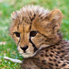 Obraz na płótnie Canvas Młoda leopard dziecko