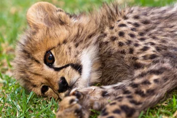 Afwasbaar fotobehang Young leopard baby © pwollinga