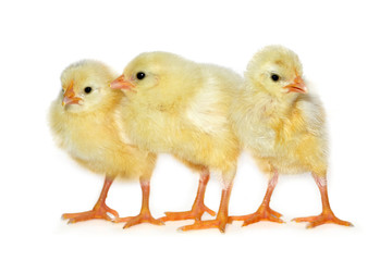 Baby Chicks