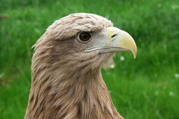 Head of Royal eagle