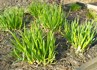 Obraz premium Winter Vegetables
