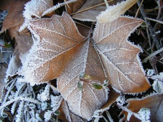 frozen leaves