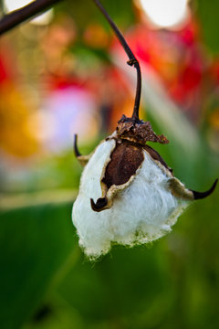 fleur de coton