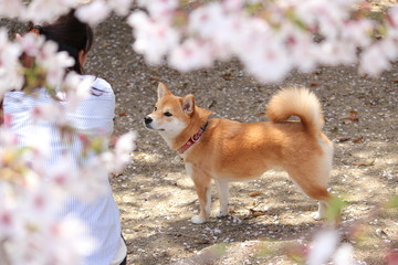 桜と柴犬と人