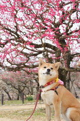 大阪城の梅と柴犬