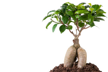 Growing bonsai tree in soil, white background, copyspace