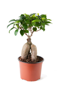 Ficus tree in flower pot isolated on white