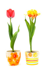 color tulips in ceramic pots