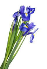 Spring  blue irises isolated