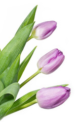 Pinkfarbene Tulpe auf weißem Hintergrund