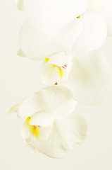 Fototapeta na wymiar Orchids close-up
