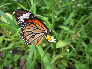 Butterfly on flower