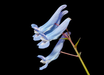 Flowers of birthwort 11
