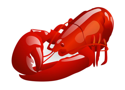 Red lobster. Vector illustration on white background
