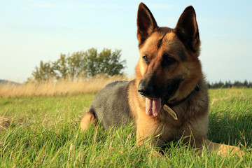 Portrait of a beautiful german shepherd or alsatian dog lying in the grass  and observation.