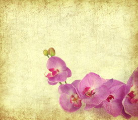 paper background with purple orchid .