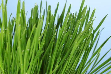 Fototapeta na wymiar Green grass on blue dackground closeup