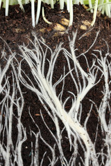 background of roots in the land