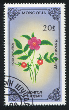 flower Rosa davurica
