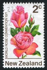 flower Tiffany Rose