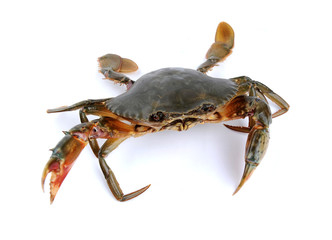Fresh Raw Crab