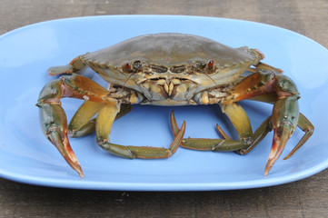Fresh Raw Crab