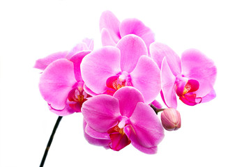 Naklejka na ściany i meble Beautiful flower pink Orchid