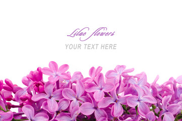 Lilac flowers with sample text
