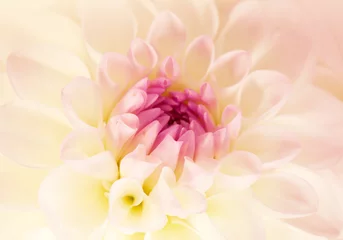 Poster Bloem roze dahlia, macro shot © elen_studio