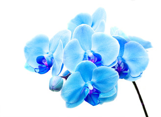 Naklejka na ściany i meble Piękny niebieski kwiat Orchid