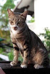 brown cat stand on the wood