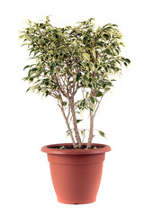 Ficus Benjamin