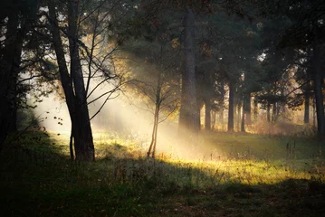  zonnestralen in mist in het bos © Aastels