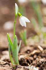 Snowdrop flowers (Galanthus) outdoor