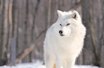 Obraz premium beauté artique