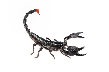 black scorpion Pandinus imperator in posture of agression isolat