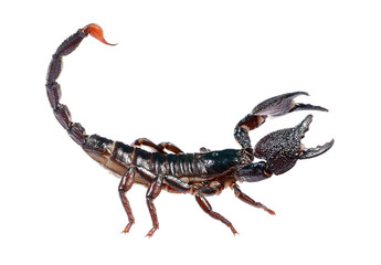Scorpion Pandinus imperator isolated on white. No shadow